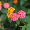 Miss Huff Lantana -Plant Sale Shop Miss huff Lantana FGT 600x600 8587fb7a b50e 47fd 8ed6 09812e04de18