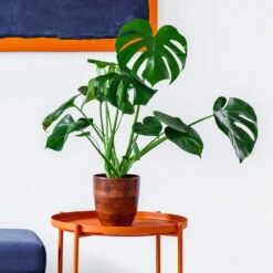 Monstera Deliciosa And Fiddle Leaf Fig Combo 8 Monstera Deliciosa And Fiddle Leaf Fig Combo -Plant Sale Shop Monstera delisiosa 1 BB