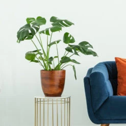 Boho House Plant Kit -Plant Sale Shop Monstera delisiosa 3 FGT 704a637b b40b 4518 a8eb f83a103d90ba