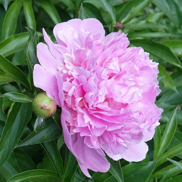 Mr. Ed Peony 3 Mr. Ed Peony
