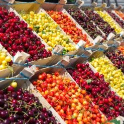 4-in-1 Cherry Tree 5 4-in-1 Cherry Tree -Plant Sale Shop Multi Fruit Cherry FGT a309c0fd 973d 4d47 9a05 d44731aaf478