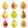 4-in-1 Pear Tree 1 4-in-1 Pear Tree -Plant Sale Shop Multifruit Pear 600x600 effb9abc 71f5 4109 90d7 c95a99fb3650