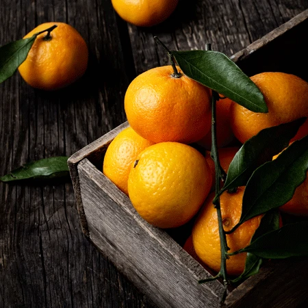 Murcott Honey Mandarin Tree 4 Murcott Honey Mandarin Tree - Image 2