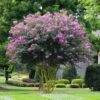Muskogee Crape Myrtle Tree 2 Muskogee Crape Myrtle Tree -Plant Sale Shop Muskogee Crape Myrtle FGT 600x600 39800816 3b8c 443a 95a1 8a2bf59ddd34