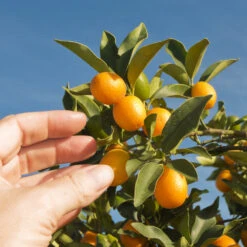 Nagami Kumquat Tree 10 Nagami Kumquat Tree -Plant Sale Shop Nagami Kumquat 1 FGT 53154ba8 d115 4c13 bdd7 2e152c12e263