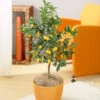 Nagami Kumquat Tree -Plant Sale Shop Nagami Kumquat FGT 600x600 b6a6cf15 c18f 474b bd69 34a2bc9e43b5