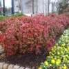 Fire Power Nandina Shrub 1 Fire Power Nandina Shrub -Plant Sale Shop Nandina Firepower FGT 600x600 1cb8a9da 1064 4337 8dde 369891757fd3