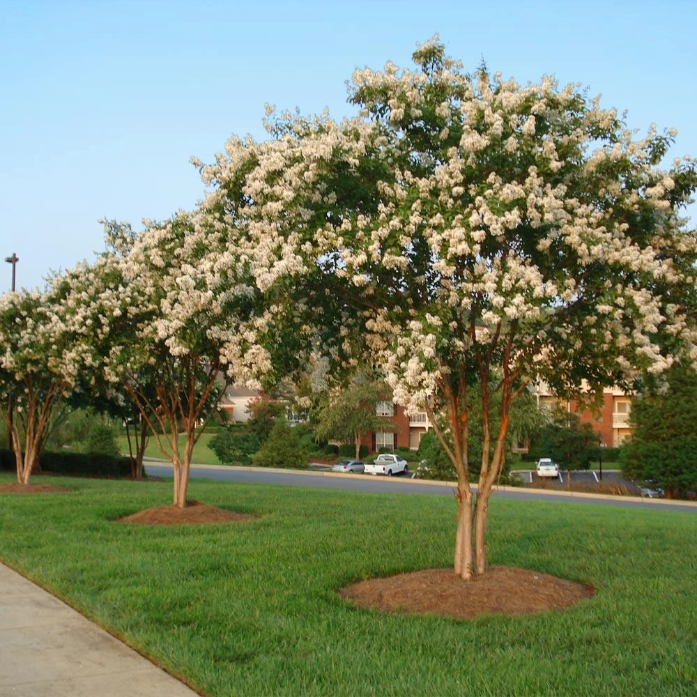 Natchez Crape Myrtle Tree 5 Natchez Crape Myrtle Tree - Image 3