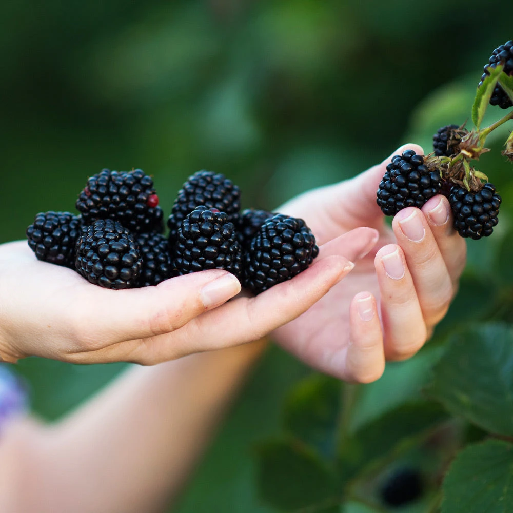 Navaho Blackberry 4 Navaho Blackberry - Image 2