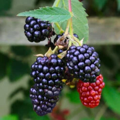 Navaho Blackberry 9 Navaho Blackberry -Plant Sale Shop Navaho Blackberry 5