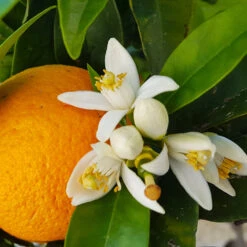 Navel Orange Tree 9 Navel Orange Tree -Plant Sale Shop Navel Orange 4