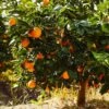 Navel Orange Tree -Plant Sale Shop Navel Orange FGT 600x600 e54e6fb3 408c 41b0 9586 88b8270eff9a