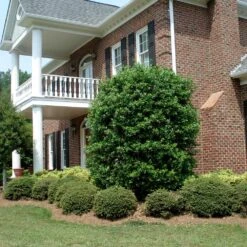 Nellie Stevens Holly 13 Nellie Stevens Holly -Plant Sale Shop Nellie Stevens Holly 4 FGT