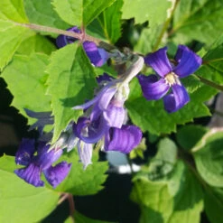 New Love Clematis Shrub 13 New Love Clematis Shrub -Plant Sale Shop New Love clematis 1