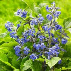 New Love Clematis Shrub 11 New Love Clematis Shrub -Plant Sale Shop New Love clematis 3