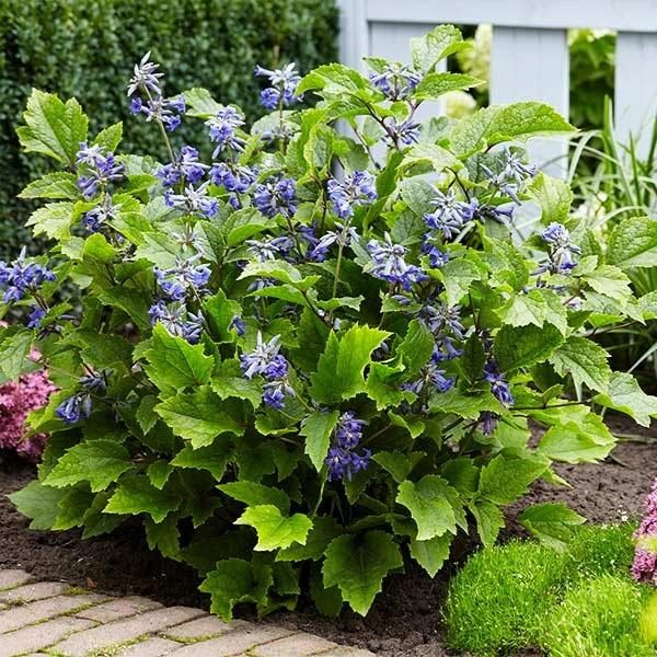 New Love Clematis Shrub 3 New Love Clematis Shrub