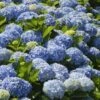 Nikko Blue Hydrangea 2 Nikko Blue Hydrangea -Plant Sale Shop Nikko Blue Hydrangea FGT 600x600 6900873b 2306 471d 9456 2b382bfd0b17