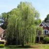 Niobe Golden Weeping Willow 1 Niobe Golden Weeping Willow -Plant Sale Shop Niobe weeping willow 600x600 d28419af 791e 4f15 bac9 b32ab8cc9129