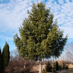 Norway Spruce Tree 9 Norway Spruce Tree -Plant Sale Shop Norway Spruce 2 FGT