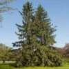 Norway Spruce Tree 1 Norway Spruce Tree -Plant Sale Shop Norway Spruce 600x600 FGT