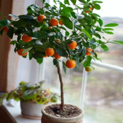 Nules Clementine Tree -Plant Sale Shop Nules Clementine 2 FGT c092ce2d a906 45fb 86fe 704ce2a65d74