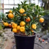Nules Clementine Bush 2 Nules Clementine Bush -Plant Sale Shop Nules Clementine bush 600x600 9069d3d3 0a54 4b6e baab 769fd4a1c8f4