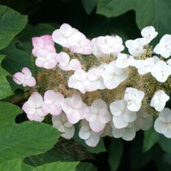 Oakleaf Hydrangea Shrub -Plant Sale Shop OAKLEAF FGT THUMB a396bc6d 9d3c 49ac 82c6 f1db3d28bb3d