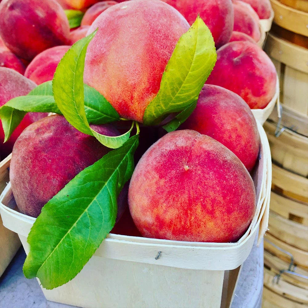 O'Henry Peach Tree 5 O'Henry Peach Tree - Image 3