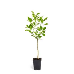 Calamondin Tree -Plant Sale Shop ORG CAL 12 1QT