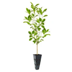Calamondin Tree -Plant Sale Shop ORG CAL 23 C