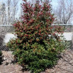Oak Leaf™ Holly Tree 9 Oak Leaf™ Holly Tree -Plant Sale Shop Oak Leaf Holly 4