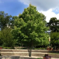 October Glory Red Maple Tree 10 October Glory Red Maple Tree -Plant Sale Shop October Glory Maple 1 FGT