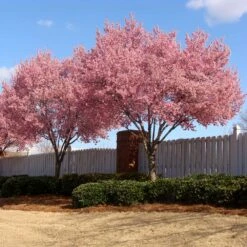 Okame Cherry Tree 13 Okame Cherry Tree -Plant Sale Shop Okame Cherry 02 FGT