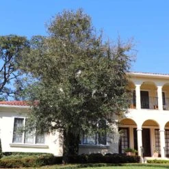 Oliana Olive Tree 7 Oliana Olive Tree -Plant Sale Shop Oliana Olive 2