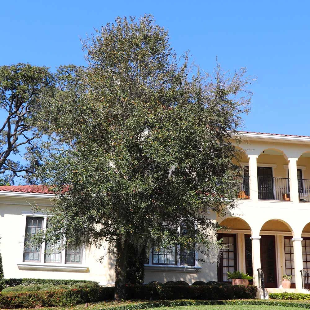 Oliana Olive Tree 5 Oliana Olive Tree - Image 3