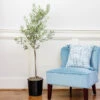 Oliana Olive Tree 1 Oliana Olive Tree -Plant Sale Shop Oliana Olive 600x600 6f3a3c9f e168 44ff aa92 eb7e474a89dc