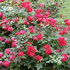 Oso Easy® Double Red Rose 9 Oso Easy® Double Red Rose -Plant Sale Shop Oso Double Red Rose 1