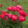 Oso Easy® Double Red Rose 2 Oso Easy® Double Red Rose -Plant Sale Shop Oso Double Red Rose 2 600x600 b585947e 509f 4e63 b94a b06c884252b5