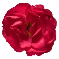 Oso Easy® Double Red Rose 10 Oso Easy® Double Red Rose -Plant Sale Shop Oso Double Red Rose 3
