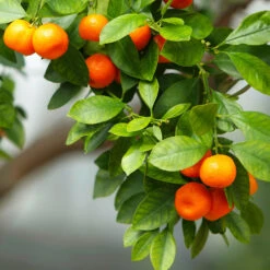Owari Satsuma Mandarin Tree -Plant Sale Shop Owari Satsuma Mandarin 3