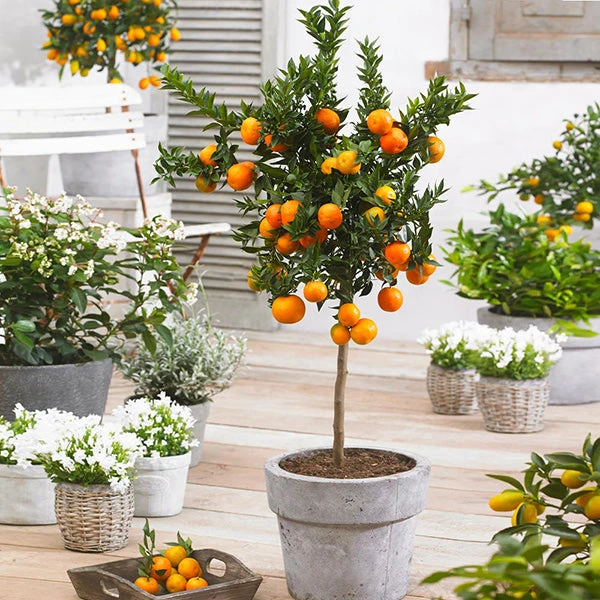 Owari Satsuma Mandarin Tree - USDA Organic 3 Owari Satsuma Mandarin Tree - USDA Organic