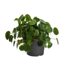 Pilea Peperomioides (Pancake Plant) 14 Pilea Peperomioides (Pancake Plant) -Plant Sale Shop PIL PEP1 standard pot