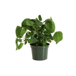 Pilea Peperomioides (Pancake Plant) 15 Pilea Peperomioides (Pancake Plant) -Plant Sale Shop PIL PEP6 standard pot