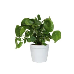 Pilea Peperomioides (Pancake Plant) 13 Pilea Peperomioides (Pancake Plant) -Plant Sale Shop PIL PEP6 white delilah
