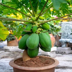 Papaya Tree -Plant Sale Shop Papaya 7