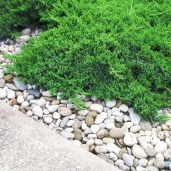 Parson’s Juniper 6 Parson’s Juniper -Plant Sale Shop Parsons Juniper 2 FGT