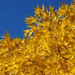 Patmore Green Ash Tree -Plant Sale Shop Patmore Green Ash 2