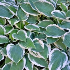 Patriot Hosta Plant -Plant Sale Shop Patriot Hosta 3