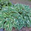 Patriot Hosta Plant 1 Patriot Hosta Plant -Plant Sale Shop Patriot Hosta FGT 600x600 940103cb 0bf3 4d39 a022 1aece119f464