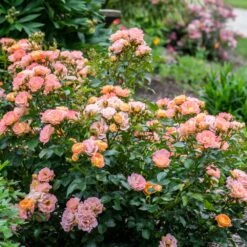 Peach Drift® Rose 7 Peach Drift® Rose -Plant Sale Shop Peach Drift Rose 2 FGT